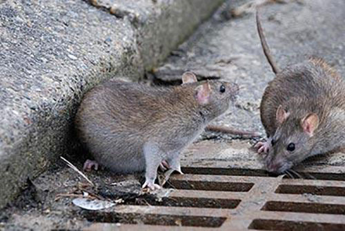 imagem dedetização de ratos 